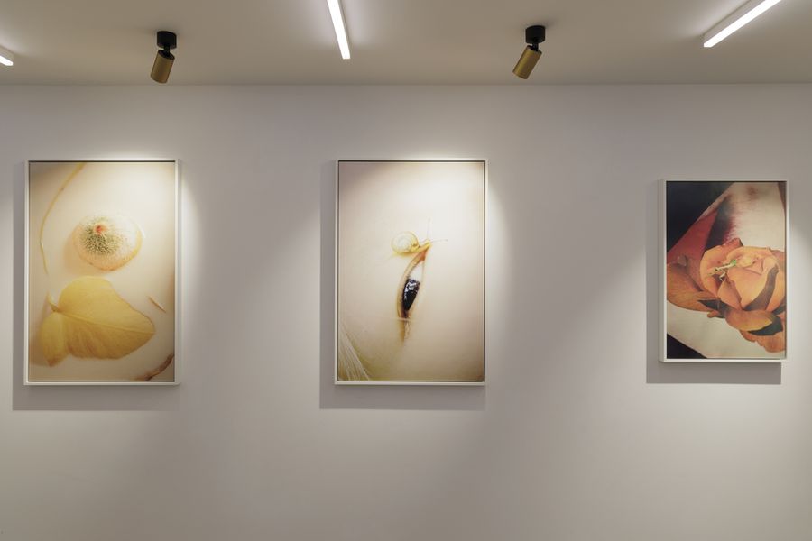 Surrender gallery view.