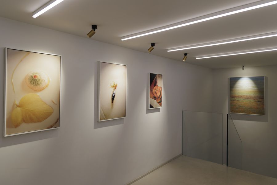 Surrender gallery view.