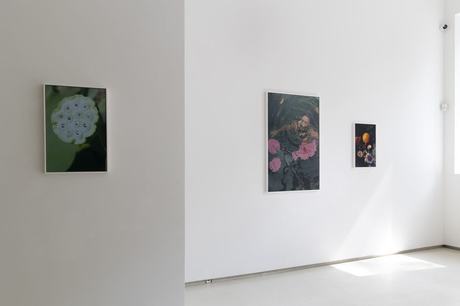Surrender gallery view.